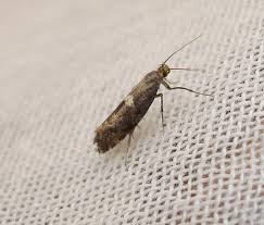 Attēlu rezultāti vaicājumam “Acrolepiopsis assectella”