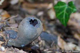 Attēlu rezultāti vaicājumam “Urnula craterium”