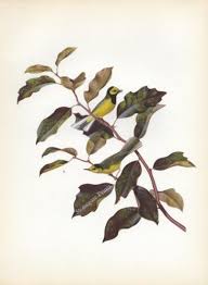 Image result for Wilsonia citrina