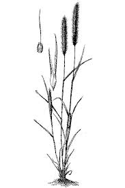 Attēlu rezultāti vaicājumam “Phleum phleoides fruit”