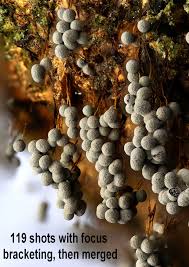 Attēlu rezultāti vaicājumam “Badhamia utricularis spores”