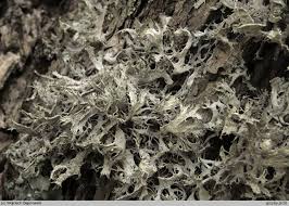 Attēlu rezultāti vaicājumam “Anaptychia ciliaris”