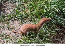 Attēlu rezultāti vaicājumam “Mustela nivalis adult”