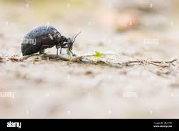 Attēlu rezultāti vaicājumam “Meloe sp. imago”