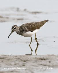 Attēlu rezultāti vaicājumam “Tringa ochropus”