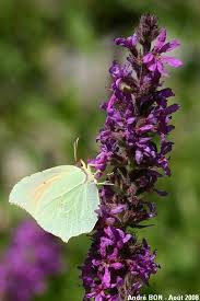 Attēlu rezultāti vaicājumam “Gonepteryx rhamni upperside”