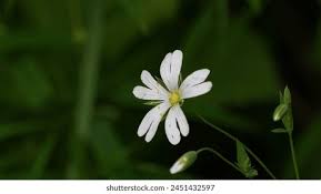 Attēlu rezultāti vaicājumam “Stellaria palustris”