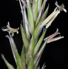 Attēlu rezultāti vaicājumam “Anthoxanthum odoratum fruit”