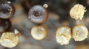 Attēlu rezultāti vaicājumam “Fuligo leviderma macro”