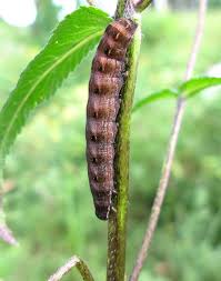 Attēlu rezultāti vaicājumam “Cerastis rubricosa”