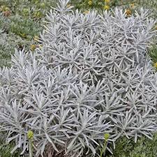 Image result for Helichrysum subulifolium