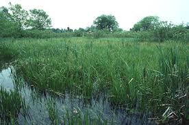 Attēlu rezultāti vaicājumam “Typha latifolia leaf”