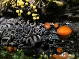 Attēlu rezultāti vaicājumam “Ophiotheca chrysosperma macro”