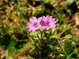 Attēlu rezultāti vaicājumam “Geranium pusillum flower”