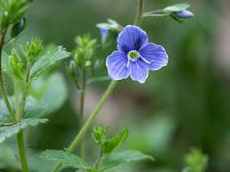 Image result for Veronica chamaedrys