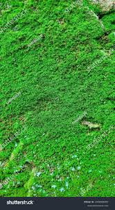 Attēlu rezultāti vaicājumam “Anthocerotopsida”