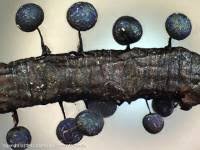 Attēlu rezultāti vaicājumam “Lamproderma arcyrioides stalked”