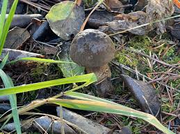 Attēlu rezultāti vaicājumam “Porphyrellus porphyrosporus”