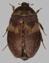 Attēlu rezultāti vaicājumam “Attagenus smirnovi”