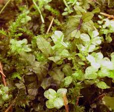 Attēlu rezultāti vaicājumam “Pseudobryum cinclidioides”
