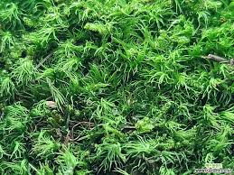 Attēlu rezultāti vaicājumam “Dicranum flagellare”