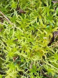 Attēlu rezultāti vaicājumam “Sphagnum fimbriatum”