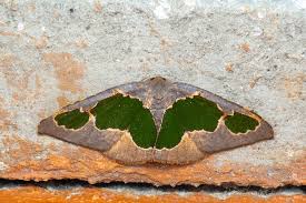 Attēlu rezultāti vaicājumam “Geometridae”