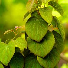 Attēlu rezultāti vaicājumam “Cercidiphyllum japonicum”