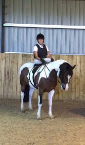 Image result for Winchester Riding Club
