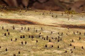 Attēlu rezultāti vaicājumam “Collaria rubens”