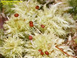 Attēlu rezultāti vaicājumam “Sphagnum compactum”