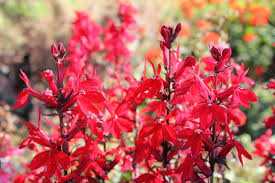 Image result for Lobelien