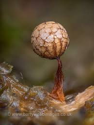 Attēlu rezultāti vaicājumam “Licea pusilla spores”