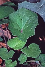 Attēlu rezultāti vaicājumam “Tussilago farfara leaf”