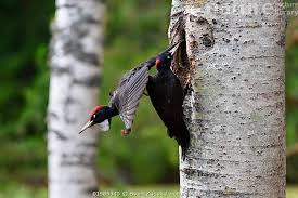Attēlu rezultāti vaicājumam “Dryocopus martius nest”