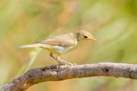 Image result for Hippolais polyglotta