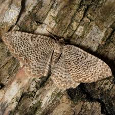 Attēlu rezultāti vaicājumam “Hydria undulata”