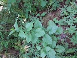 Attēlu rezultāti vaicājumam “Lapsana communis leaf”