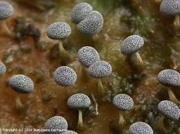 Attēlu rezultāti vaicājumam “Physarum leucophaeum macro”