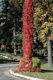 Attēlu rezultāti vaicājumam “Parthenocissus quinquefolia”