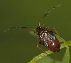 Attēlu rezultāti vaicājumam “Adelphocoris seticornis”
