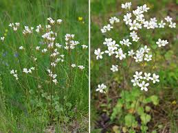 Attēlu rezultāti vaicājumam “Saxifraga granulata”