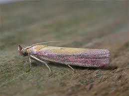 Attēlu rezultāti vaicājumam “Oncocera semirubella”