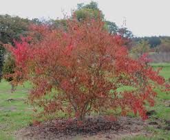 Attēlu rezultāti vaicājumam “Acer tataricum leaf”