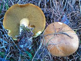 Attēlu rezultāti vaicājumam “Suillus variegatus”