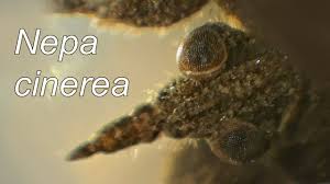 Attēlu rezultāti vaicājumam “Nepa cinerea imago”