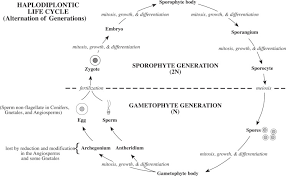 Attēlu rezultāti vaicājumam “Lophozia badensis sporophyte”