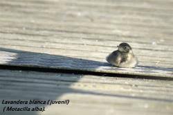Attēlu rezultāti vaicājumam “Motacilla alba juvenile”