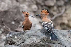 Image result for hoepoe