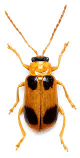 Attēlu rezultāti vaicājumam “Phyllobrotica quadrimaculata”